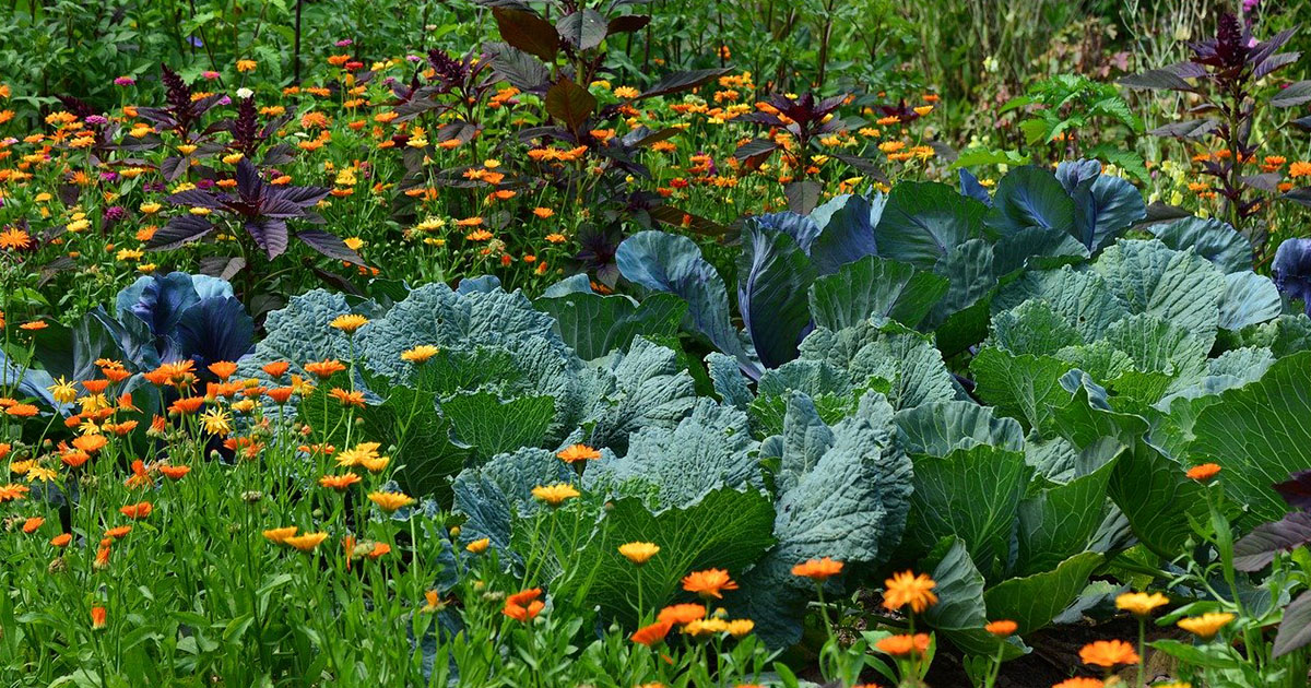 avenir de la permaculture dans la société comme art de vivre