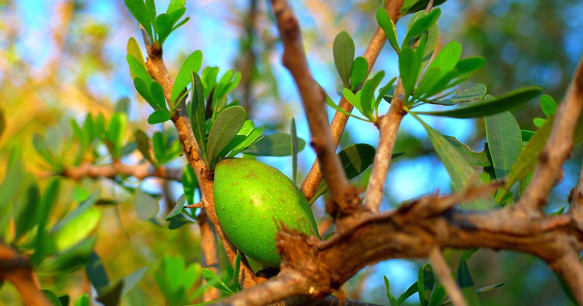 quels sont les bienfaits de l'huile d'argan