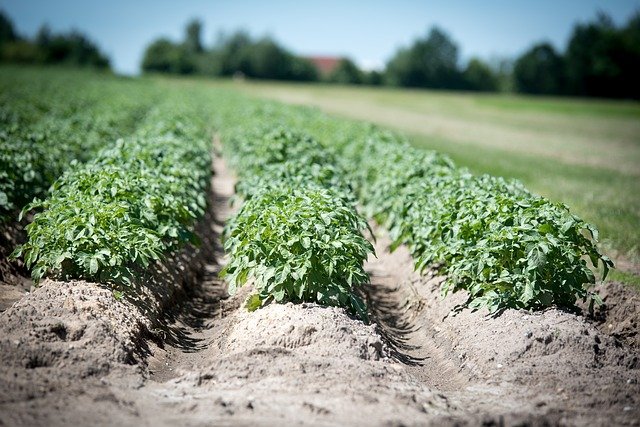 comment planter les pommes de terre