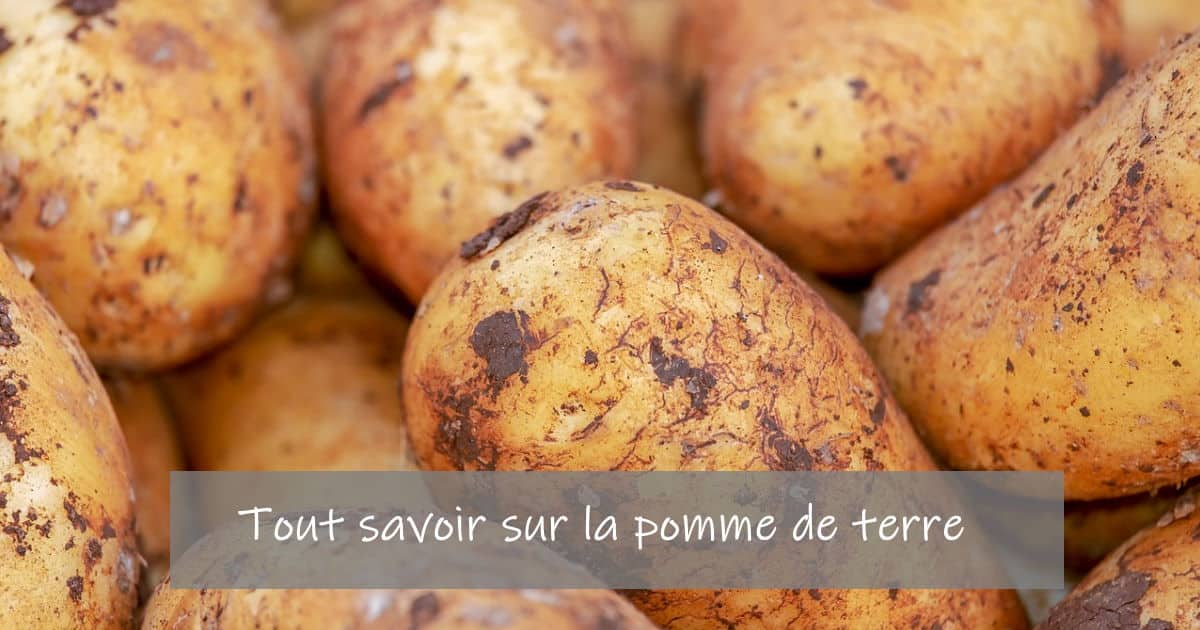 tout savoir sur la pomme de terre