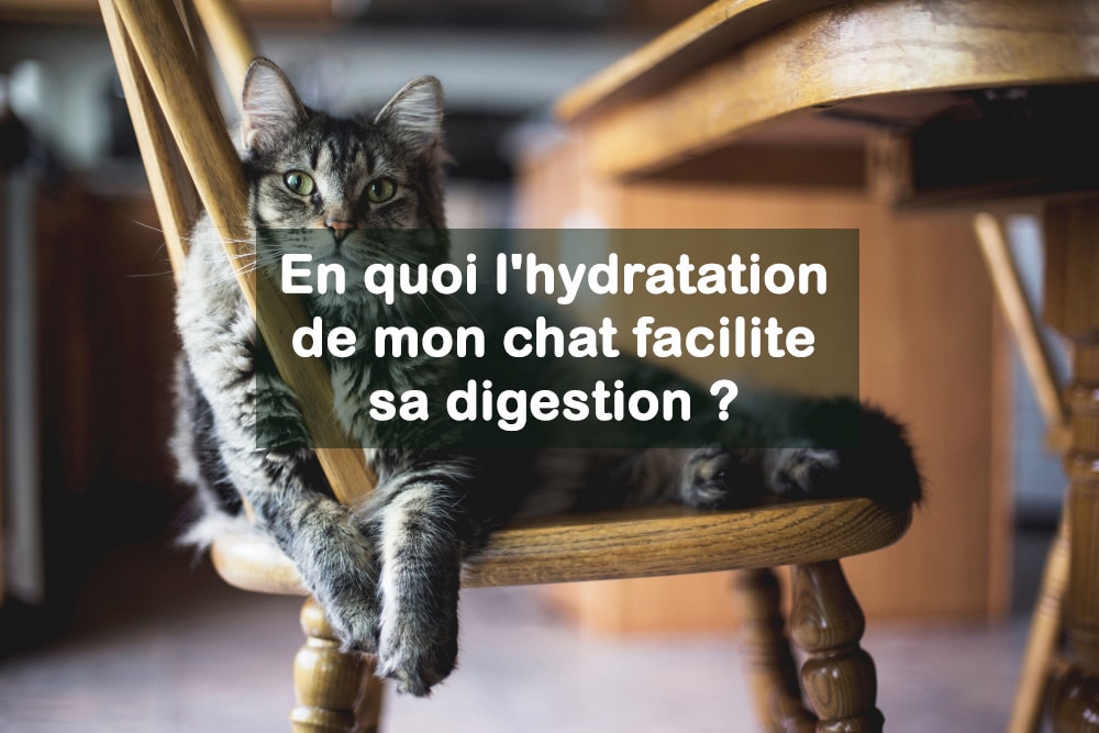 En quoi l'hydratation de mon chat facilite sa digestion