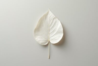 découvrez comment intégrer la philosophie du 'less is more' dans votre vie quotidienne. apprenez à simplifier votre environnement, réduire le superflu et valoriser l'essentiel pour une existence plus sereine et épanouie.